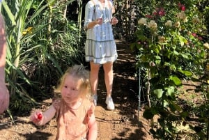 Madeira: Highest Cliff in Europe & Visit to a Winery