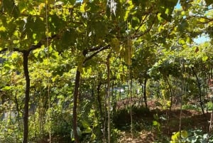 Madeira: Highest Cliff in Europe & Visit to a Winery