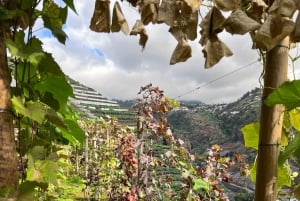 Madeira: Highest Cliff in Europe & Visit to a Winery