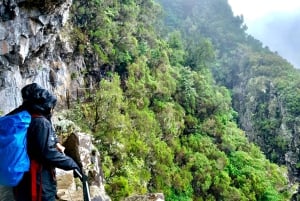 Madeira: Djungelfeber Levada Caldeirao Verde Vandring Santana