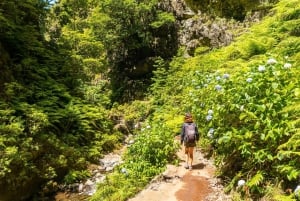 Madeira: Djungelfeber Levada Caldeirao Verde Vandring Santana