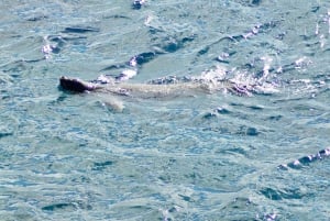 Madera: rejs wycieczkowy łodzią do latarni morskiej Ponta de São Lourenço