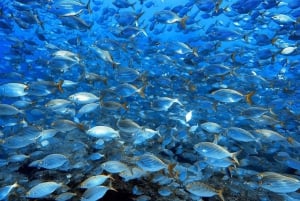 Madeira: Passeio de barco com snorkeling na Ponta de São Lourenço