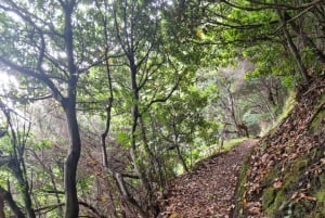 Madeira: Porto da Cruz to Machico Hiking Tour with Transfer
