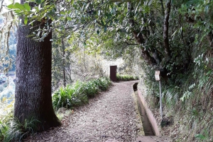Madeira: Privat vandring på 1,5 kilometer på Levada dos Balcões PR11