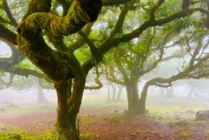 Madeira: Passeio guiado pelo oeste da Madeira e Floresta MÃstica do Fanal