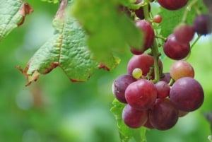 Madeira: Vin & Tapas, Cabo Girão Skywalk 4x4 Jeep Adventure