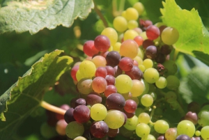 Madeira: Vin & Tapas, Cabo Girão Skywalk 4x4 Jeep Adventure