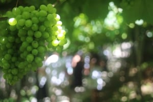 Madeira: Vin & Tapas, Cabo Girão Skywalk 4x4 Jeep Adventure