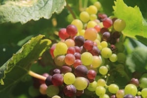 Madeira: Vin & Tapas, Cabo Girão Skywalk 4x4 Jeep Adventure