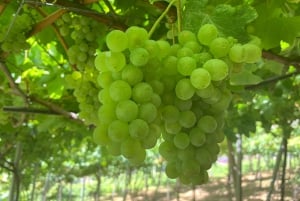 Madera: degustacja wina, Muzeum Miodu i Cabo Girão