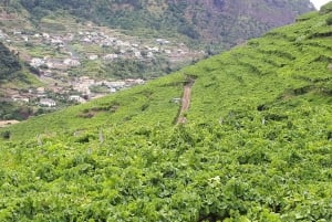 Madera: degustacja wina, Muzeum Miodu i Cabo Girão