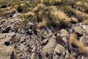 Rocky Mountain Trekking - 12 dages trekking med vild camping.