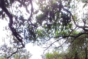 Rocky Mountain Trekking - 12 dages trekking med vild camping.