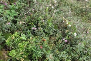 Rocky Mountain Trekking - 12 dages trekking med vild camping.