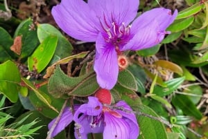 Rocky Mountain Trekking - 12 dages trekking med vild camping.