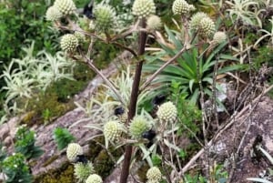 Rocky Mountain Trekking - 12 dages trekking med vild camping.