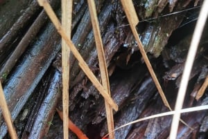 Rocky Mountain Trekking - 12 dages trekking med vild camping.