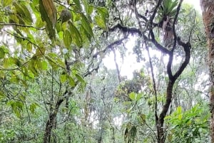 Rocky Mountain Trekking - 12 dages trekking med vild camping.