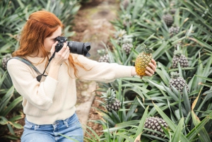 Ponta Delgada: Pineapple wine tasting and pineapple tour