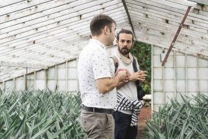 Ponta Delgada: Pineapple wine tasting and pineapple tour