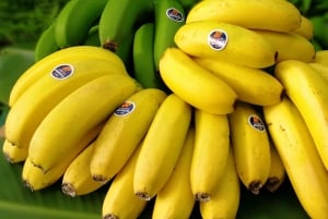 Ponta Do Sol: Guidet tur på Madeira Banana Museum