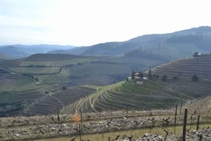 Porto : 3 visites des vignobles de la vallée du Douro avec déjeuner
