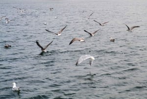 Porto: Authentic Portuguese Cuisine Boat Tour