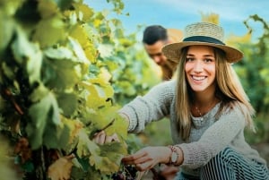 Porto: Tur til vingårder i Dão med vinsmaking, lunsj og ost