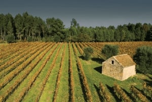 Porto: Tur til vingårder i Dão med vinsmaking, lunsj og ost
