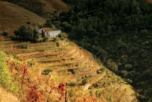 Porto: Tur til vingårder i Dão med vinsmaking, lunsj og ost
