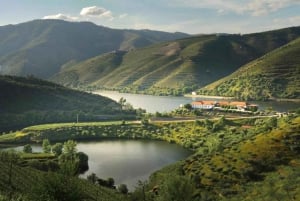 Porto: Tur til vingårder i Dão med vinsmaking, lunsj og ost
