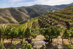 Porto: Tur til vingårder i Dão med vinsmaking, lunsj og ost