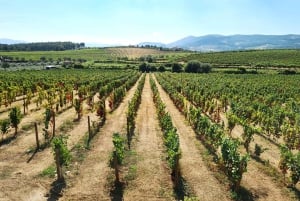Porto: Tur til Douro-dalen med 2 vingårde, frokost og krydstogt
