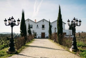 Porto: Douro Valley Tour mit 2 Weingütern, Mittagessen und Kreuzfahrt