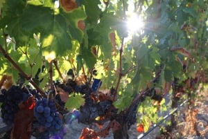 Porto - Dourodalen Douro Valley Tour med lunch, båttur och provsmakningar