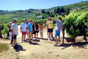 Porto: Douro Valley Vineyards Tour med frokost og guidet krydstogt på floden