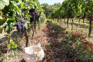 Porto : Visite de la vallée du Douro avec un sommelier et excursion en bateau