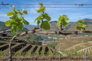 Porto : Visite de la vallée du Douro avec un sommelier et excursion en bateau
