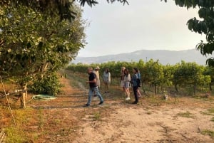 Porto : Visite de la vallée du Douro avec un sommelier et excursion en bateau