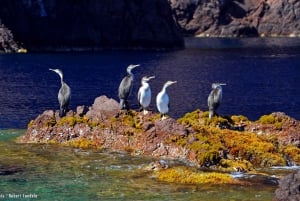 Riserva naturale di Scandola e Calanchi di Piana: crociera di mezza giornata da Porto