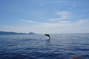 Riserva naturale di Scandola e Calanchi di Piana: crociera di mezza giornata da Porto