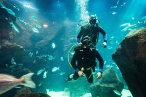 Porto Moniz: Duiken met haaien en roggen in het Madeira Aquarium