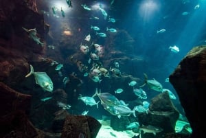 Porto Moniz: Duiken met haaien en roggen in het Madeira Aquarium