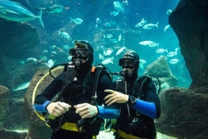 Porto Moniz: Duiken met haaien en roggen in het Madeira Aquarium