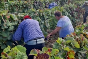 Porto: tour premium della Valle del Douro per piccoli gruppi, crociera e pranzo
