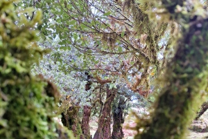 Частный тур на Мадейру на целый день