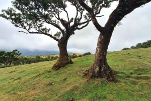 Частный тур на Мадейру на целый день