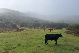 Частный тур на Мадейру на целый день