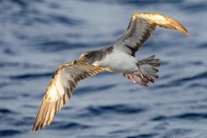 São Miguel: Auringonlaskun veneretki – kultainen valo, kalliot ja luolat